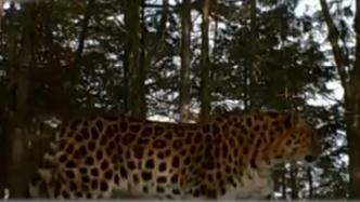 吉林一林区拍到3段野生东北豹影像