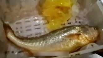 售价或超2万元！台州渔民捕获近5斤重野生大黄鱼