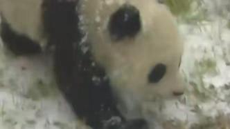 胡锦矗曾说“保护大熊猫就是保护活化石”