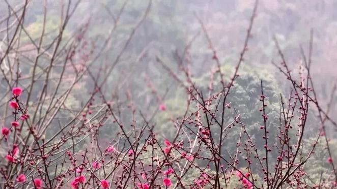 早春画卷，湖南张家界梅花绽放春意闹