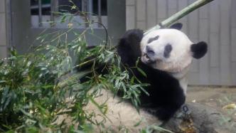 旅日大熊猫“香香”最后一天在日见游客，民众依依惜别送祝福