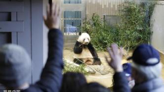 旅日大熊猫“香香”回国倒计时，民众挥泪告别