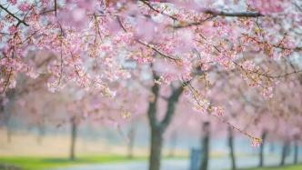 上海辰山樱花季将启幕，2000余株樱花分三个阶段渐次绽放