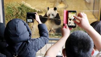 日本民众挥泪告别大熊猫“香香”：没有它，我可能活不下去