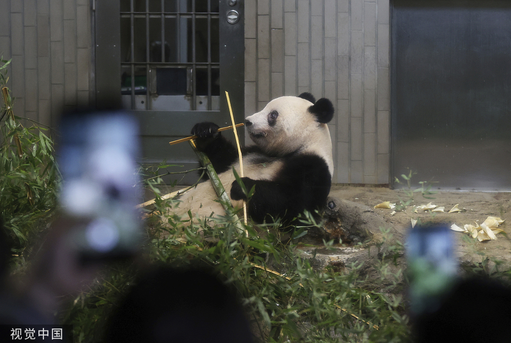 当地时间2023年2月19日，日本东京，上野动物园，大熊猫香香。