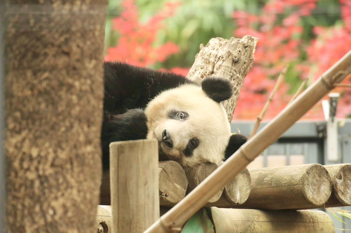 大熊猫香香/lalapanda摄