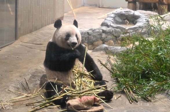 临行前，2月13日香香正在吃竹子。/上野动物园