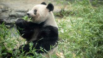 直播录像丨旅日大熊猫“香香”回国，现已抵达成都双流机场