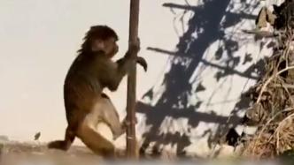 小猕猴下山觅食被民警送往自然保护区