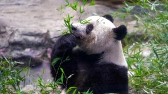 旅日大熊猫“香香”已飞抵成都，隔离一个月后将与观众见面