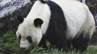 日本和歌山县为“永明”等3只旅日大熊猫举行送别活动