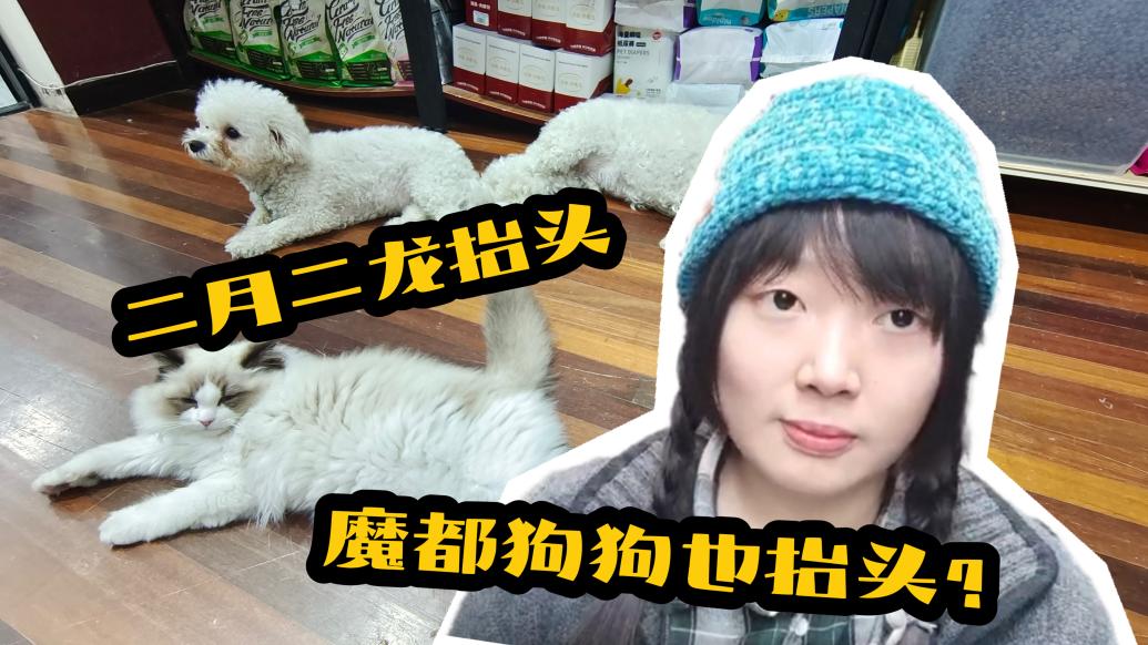 二月二龍?zhí)ь^，魔都的這只狗狗也抬頭？