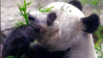 旅日大熊猫香香已飞抵成都，隔离一个月后将与观众见面
