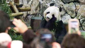 早安·世界｜最后告别！日本民众看望大熊猫“永明”一家3口