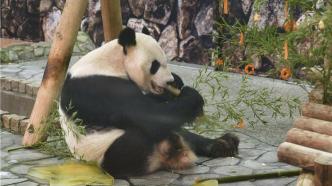 日本和歌山县为大熊猫永明一家举行送别活动