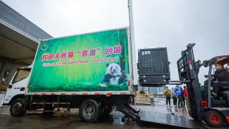 图记｜欢迎回家！5岁旅日大熊猫香香昨日回国，将寻找伴侣