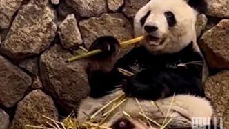 旅日大熊猫“永明”即将携双胞胎女儿返回成都