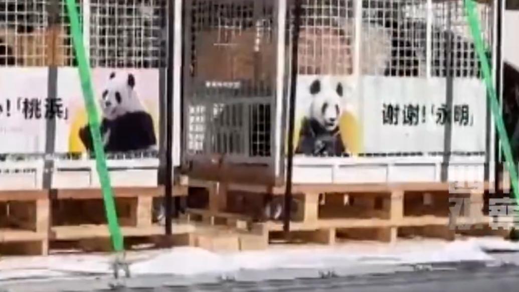 旅日大熊猫携双胞胎女儿回国，日本举行送别活动