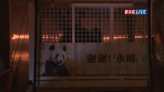 直播录像丨欢迎回家！旅日大熊猫“永明”和双胞胎女儿返回成都