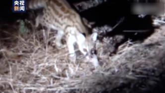 小灵猫深夜觅食！湖南南山国家公园发现国家一级保护动物