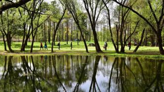 去年上海森林面积净增5.1万亩，相当于24个世纪公园