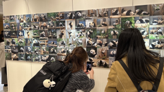 日政府：日本全国惜别4只旅日熊猫，祝愿它们健康生活