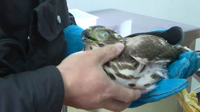 父子倆散步時遇老鷹墜河聯(lián)手救助上岸，竟是國家二級保護動物