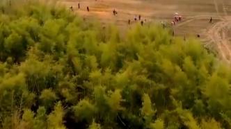 柳州为酸笋打算多种1.2万亩麻竹