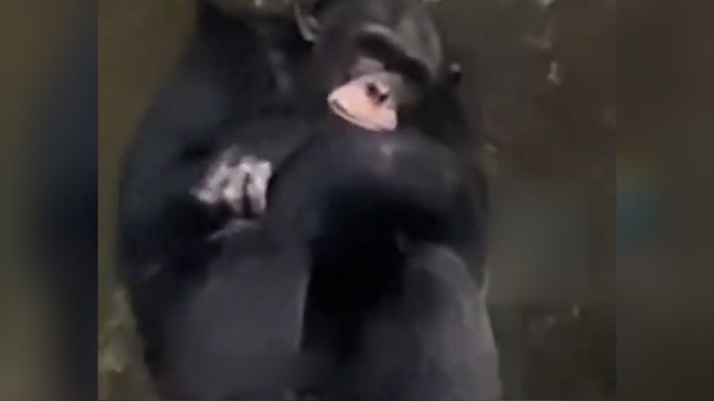 Monkey Falling Out Of Tree Smelling Finger