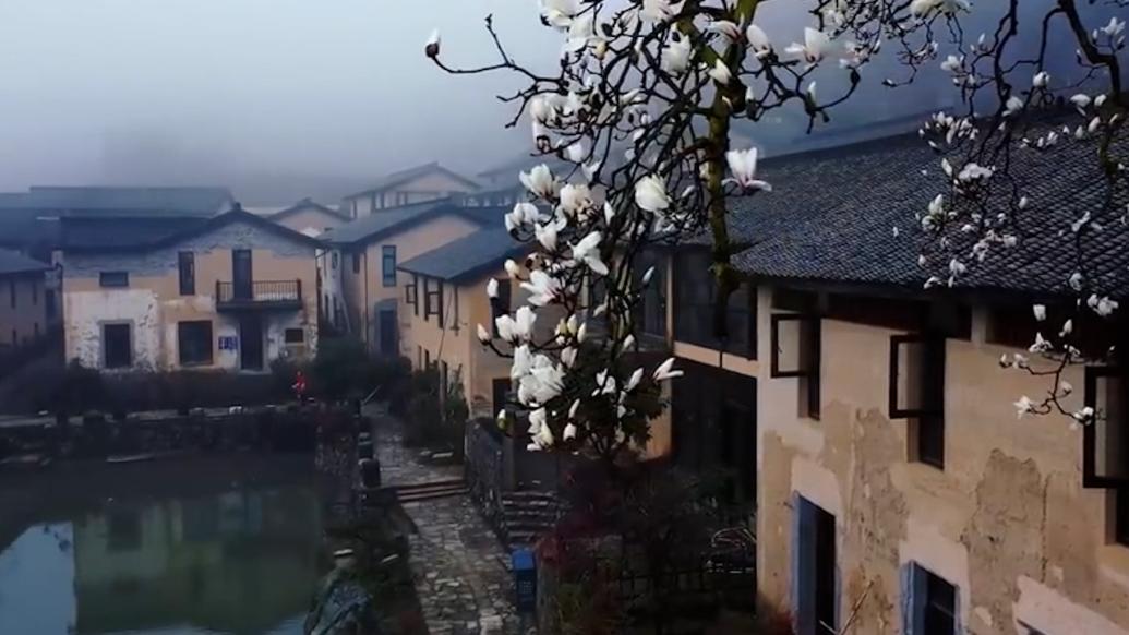 历经百年风雨！满枝头白玉兰自带历史穿越感