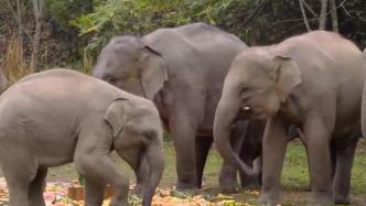 亚洲象“小九”举办生日会，出生以来备受宠爱