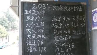 購銷兩旺，云南富源種子品種豐富質優量足
