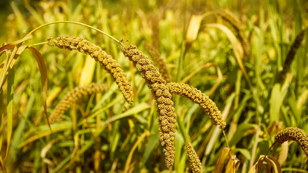 農業農村部：三年來糧食連年增產，產量連續超1.3萬億斤