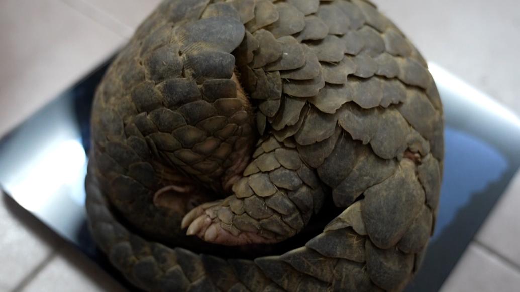 群眾發(fā)現(xiàn)中華穿山甲，上報(bào)林業(yè)局體檢后放生