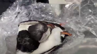 进境包裹里藏着两只“小丑鸟”，打开竟是北极海鹦标本