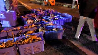 又一船！71噸俄羅斯籍帝王蟹今天下午抵達上海橫沙漁港