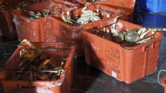 這次71噸！第五艘外國漁船滿載帝王蟹抵上海橫沙漁港