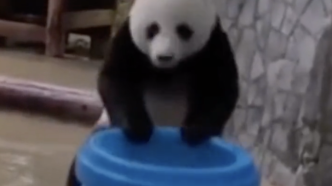 画风炸裂！旅俄大熊猫画风突变体重狂飙40公斤
