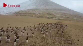 场面壮观！上千只盘羊现身帕米尔高原