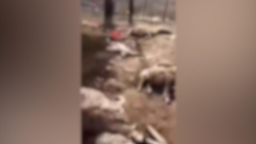 洛阳李村镇通报农户家中数十只羊被咬死：系流浪犬只所为_七环视频_澎湃新闻-The Paper