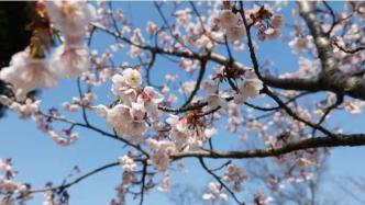 为赏樱季拉开序幕！上海顾村公园下周将迎第一波早樱花潮