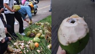海南大学清理“遍地”椰子，学生当街劈壳开洞喝椰汁