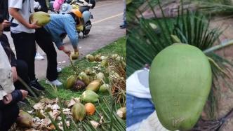 海南大学椰子“遍地”，学生当街劈壳喝椰汁