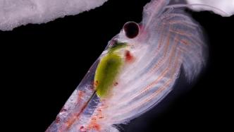 南极磷虾为何耐饿抗冻？迄今最大的动物基因组首次被完整破译