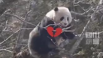 野生大熊猫爬树求偶被拒
