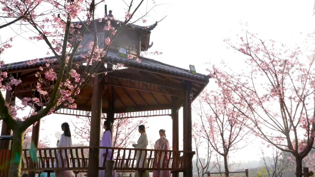 福建建寧：漫山櫻花迎客來