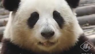 成都大熊猫基地的保安是隐藏段子手