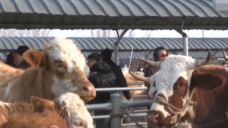 辽北最大肉牛交易集散地开市，成交率高达80%