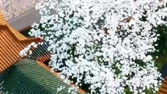 南京朝天宫朵朵玉兰与红墙碧瓦拉满春日氛围感
