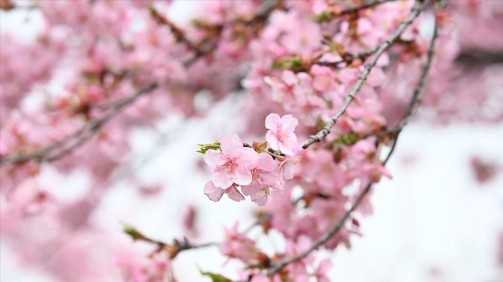 赴一场浪漫“樱花雨”！2023上海樱花节3月15日开幕